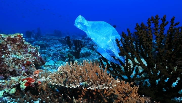 The ocean emergency has grown as a decline in biodiversity, warming and plastic pollution has impacted their health